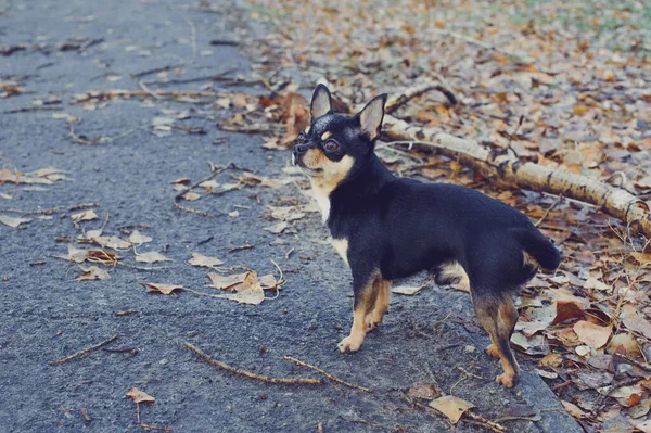 ペット犬Chihuahua通りを歩く 散歩のChihuahua犬 Chihuahua黒 — ストック写真