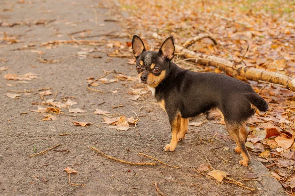 宠物狗奇瓦瓦在街上散步 奇瓦瓦犬散步 奇瓦瓦黑色 — 图库照片