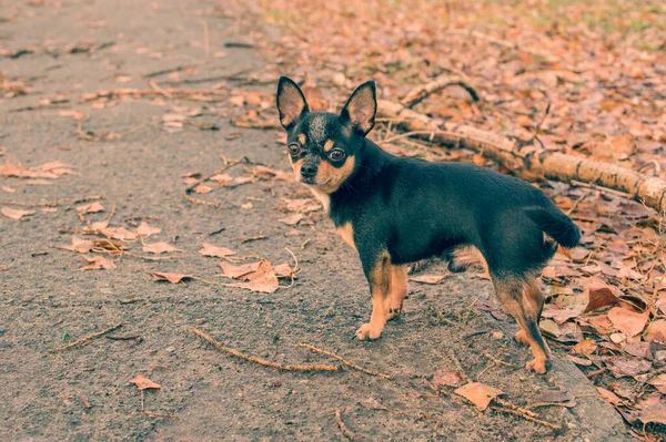 Köpek Evcil Köpek Chihuahua Sokakta Yürüyor Chihuahua Köpeği Yürüyüşe Çıktı — Stok fotoğraf