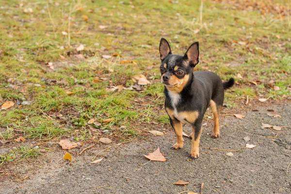 Chien Chien Chihuahua Marche Dans Rue Chihuahua Chien Pour Une — Photo