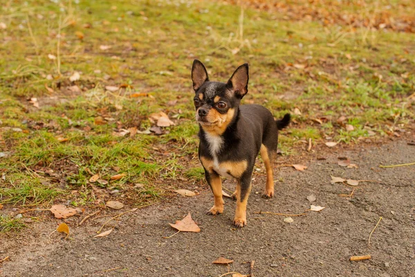 Perro Perro Mascota Chihuahua Pasea Por Calle Chihuahua Perro Dar — Foto de Stock