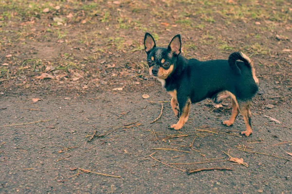 宠物狗奇瓦瓦在街上散步 奇瓦瓦犬散步 奇瓦瓦黑色 — 图库照片