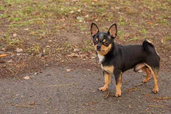 Köpek Evcil Köpek Chihuahua Sokakta Yürüyor Chihuahua Köpeği Yürüyüşe Çıktı — Stok fotoğraf