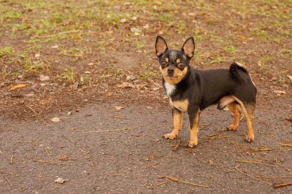 Cane Cane Compagnia Chihuahua Cammina Strada Cane Chihuahua Una Passeggiata — Foto Stock