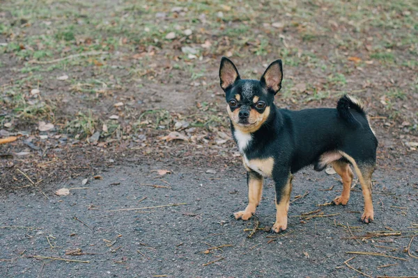 Cão Cão Estimação Chihuahua Caminha Rua Chihuahua Cão Para Uma — Fotografia de Stock