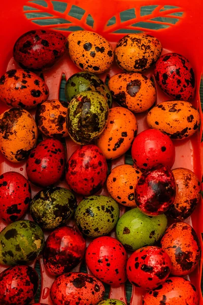 Ovos Codorniz Coloridos Páscoa Feliz Páscoa Férias Primavera — Fotografia de Stock