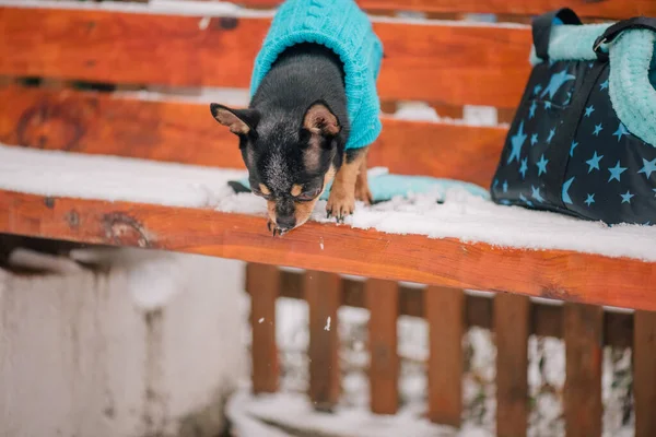Портрет Крошечной Собачки Чихуахуа Голубым Свитером Собака Чихуахуа Ходит Снегу — стоковое фото