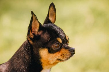 Köpek Chihuahua sokakta yürüyor. Chihuahua köpeği yürüyüşe çıktı. Chihuahua siyah, kahverengi ve beyaz. Köpek yavrusu