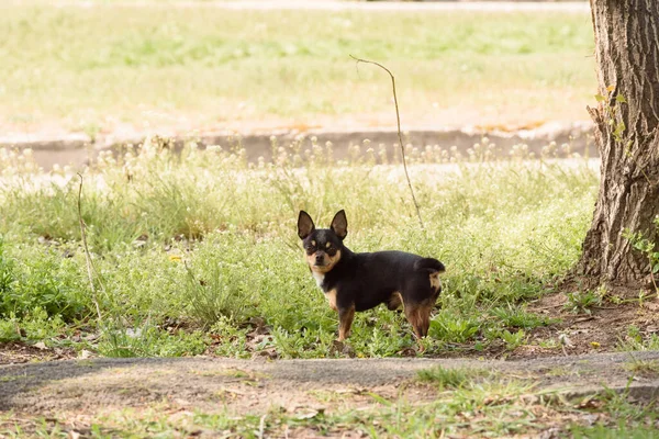 Pies Chihuahua Spacery Ulicy Chihuahua Pies Spacer Chihuahua Czarny Brązowy — Zdjęcie stockowe