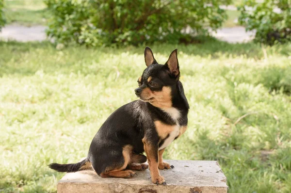 Köpek Chihuahua Sokakta Yürüyor Chihuahua Köpeği Yürüyüşe Çıktı Chihuahua Siyah — Stok fotoğraf