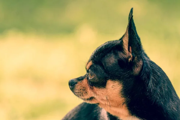 Câinele Chihuahua Merge Stradă Chihuahua Câine Pentru Plimbare Chihuahua Negru — Fotografie, imagine de stoc