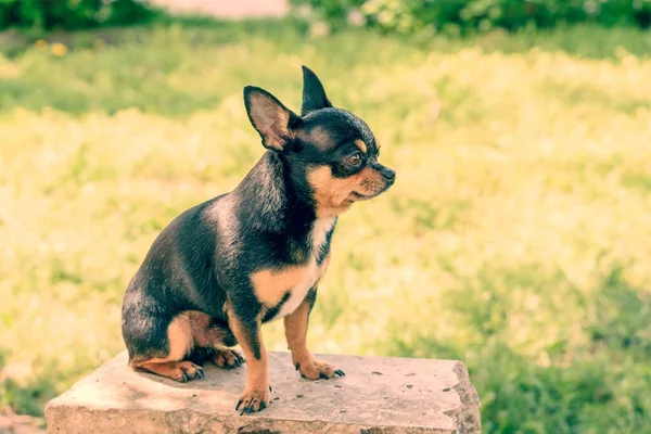 Cão Chihuahua Caminha Rua Chihuahua Cão Para Uma Caminhada Chihuahua — Fotografia de Stock