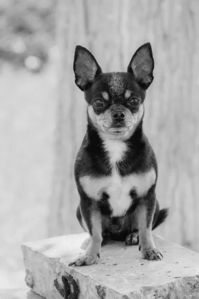 Hund Chihuahua Läuft Auf Der Straße Chihuahua Hund Für Einen — Stockfoto