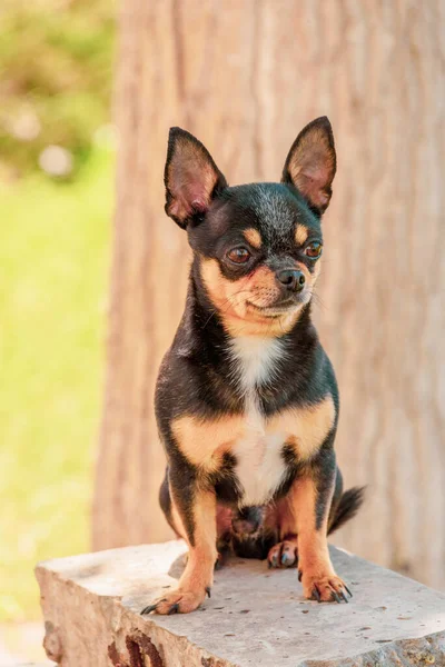 Hond Chihuahua Loopt Straat Chihuahua Hond Voor Een Wandeling Chihuahua — Stockfoto