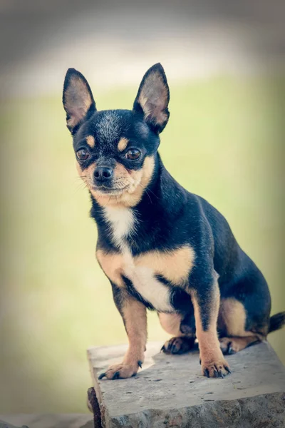 Hund Chihuahua Går Gatan Chihuahua Hund För Promenad Chihuahua Svart — Stockfoto