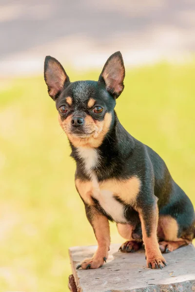 Cão Chihuahua Caminha Rua Chihuahua Cão Para Uma Caminhada Chihuahua — Fotografia de Stock