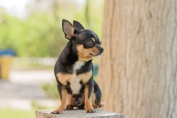 犬Chihuahua通りを歩く 散歩のChihuahua犬 Chihuahua黒 茶色と白 — ストック写真