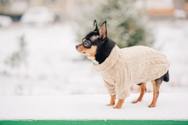 Cão Chihuahua Para Uma Caminhada Retrato Pequeno Cachorro Chihuahua Vestindo — Fotografia de Stock