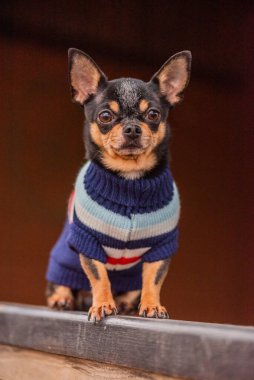 Süveter içinde açık havada sevimli bir chihuahua köpeği. Kazak giymiş bir Chihuahua. Yürüyüşe çıkmış köpek.