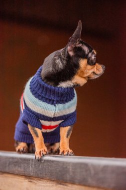 Süveter içinde açık havada sevimli bir chihuahua köpeği. Kazak giymiş bir Chihuahua. Yürüyüşe çıkmış köpek.
