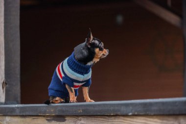 Süveter içinde açık havada sevimli bir chihuahua köpeği. Kazak giymiş bir Chihuahua. Yürüyüşe çıkmış köpek.