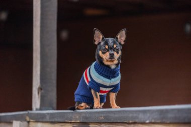 Süveter içinde açık havada sevimli bir chihuahua köpeği. Kazak giymiş bir Chihuahua. Yürüyüşe çıkmış köpek.