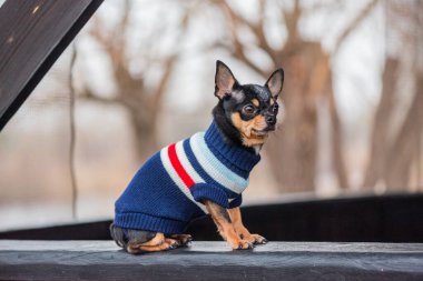 Süveter içinde açık havada sevimli bir chihuahua köpeği. Kazak giymiş bir Chihuahua. Yürüyüşe çıkmış köpek.