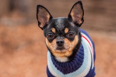 Süveter içinde açık havada sevimli bir chihuahua köpeği. Kazak giymiş bir Chihuahua. Yürüyüşe çıkmış köpek.
