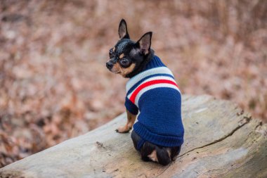 Süveter içinde açık havada sevimli bir chihuahua köpeği. Kazak giymiş bir Chihuahua. Yürüyüşe çıkmış köpek.