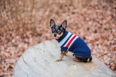 Süveter içinde açık havada sevimli bir chihuahua köpeği. Kazak giymiş bir Chihuahua. Yürüyüşe çıkmış köpek.