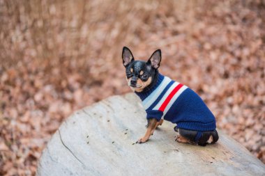 Süveter içinde açık havada sevimli bir chihuahua köpeği. Kazak giymiş bir Chihuahua. Yürüyüşe çıkmış köpek.