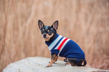 Süveter içinde açık havada sevimli bir chihuahua köpeği. Kazak giymiş bir Chihuahua. Yürüyüşe çıkmış köpek.