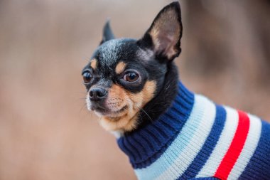 Süveter içinde açık havada sevimli bir chihuahua köpeği. Kazak giymiş bir Chihuahua. Yürüyüşe çıkmış köpek.