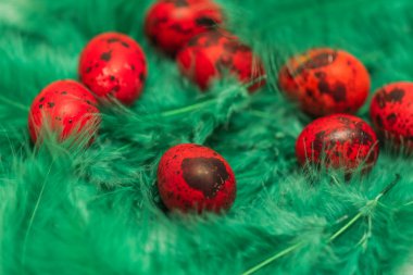 Boyalı bıldırcın yumurtaları ve tüyleri. Bahar organik paskalya konsepti Paskalya yumurtaları, bıldırcın yumurtaları, tüyler