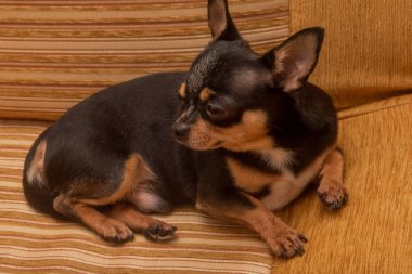 Bej bir kanepede Chihuahua. Küçük komik bir chihuahua köpeğinin yakın plan portresi.