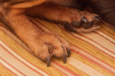 Bej bir kanepede Chihuahua. Küçük komik bir chihuahua köpeğinin yakın plan portresi.