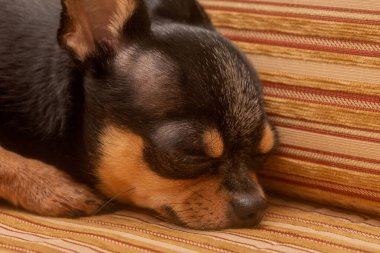 Bej bir kanepede Chihuahua. Küçük komik bir chihuahua köpeğinin yakın plan portresi.