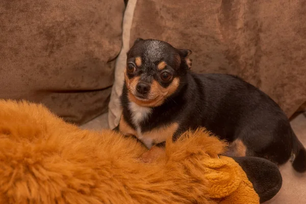 Chihuahua Auf Einem Beigen Sofa Nahaufnahme Porträt Eines Kleinen Lustigen — Stockfoto