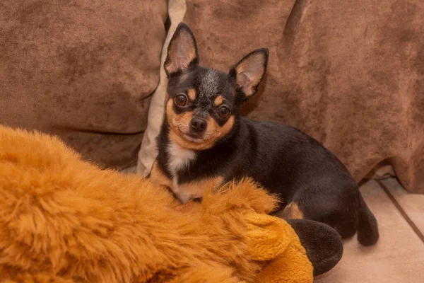 Chihuahua Beżowej Kanapie Zbliżenie Portret Małego Zabawnego Psa Mini Chihuahua — Zdjęcie stockowe