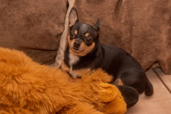 ベージュのソファにChihuahua 小さな面白いミニChihuahua犬 子犬の閉鎖ポートレート — ストック写真