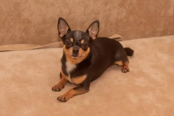 Chihuahua Sofá Beige Primer Plano Retrato Pequeño Divertido Mini Chihuahua — Foto de Stock