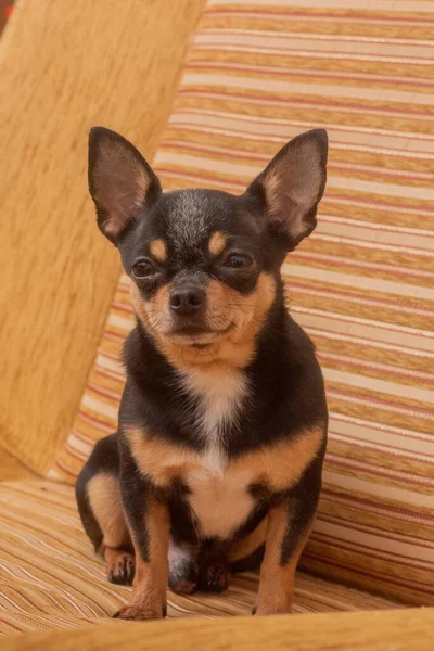 Chihuahua Divano Beige Primo Piano Ritratto Piccolo Divertente Mini Cane — Foto Stock