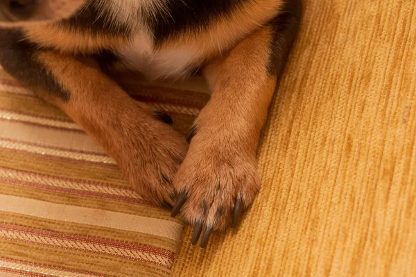 Chihuahua Beige Sofa Closeup Portrait Small Funny Mini Chihuahua Dog — Stock Photo, Image