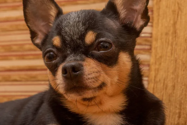 Chihuahua Beżowej Kanapie Zbliżenie Portret Małego Zabawnego Psa Mini Chihuahua — Zdjęcie stockowe