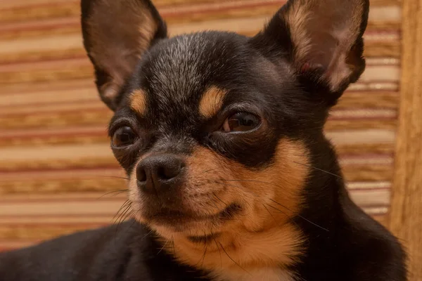 Chihuahua Egy Bézs Kanapén Szoros Portré Kis Vicces Mini Chihuahua — Stock Fotó