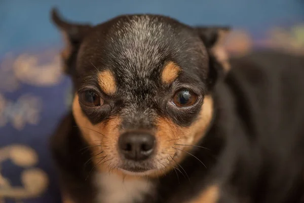 Chihuahua Blå Soffa Närbild Porträtt Små Roliga Mini Chihuahua Hund — Stockfoto