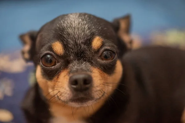 Mavi Bir Kanepede Chihuahua Küçük Komik Bir Chihuahua Köpeğinin Yakın — Stok fotoğraf