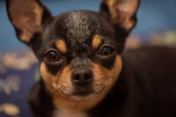 Mavi Bir Kanepede Chihuahua Küçük Komik Bir Chihuahua Köpeğinin Yakın — Stok fotoğraf