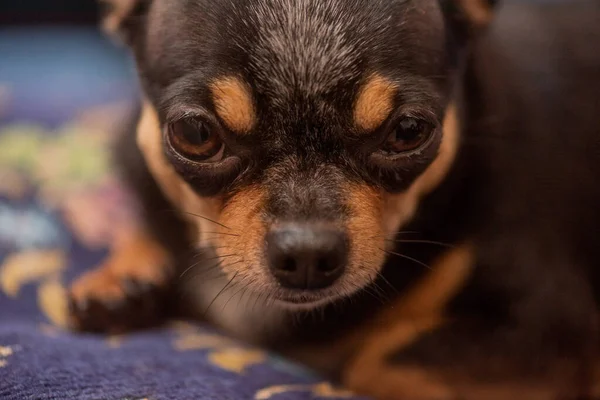 Chihuahua Num Sofá Azul Closeup Retrato Pequeno Engraçado Mini Chihuahua — Fotografia de Stock