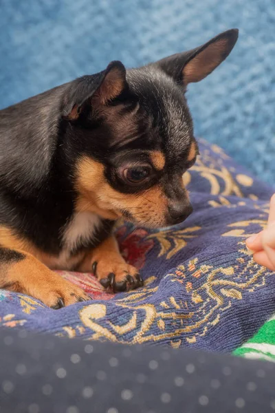 Chihuahua Sofá Azul Primer Plano Retrato Pequeño Divertido Mini Chihuahua — Foto de Stock